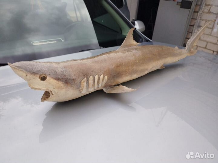 Чучело акулы 80см
