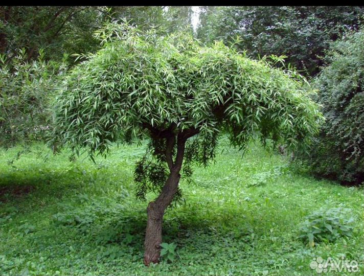 Ива шаровидный карлик (ниваки)