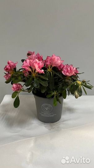 Комнатные растения