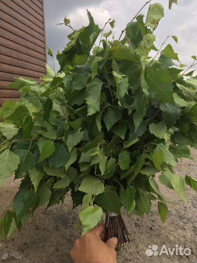 Березовые веники