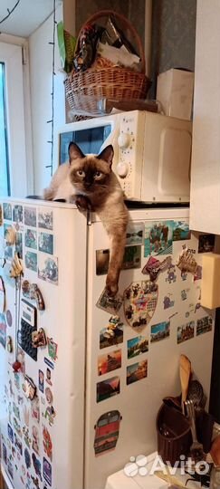Кот для вязки