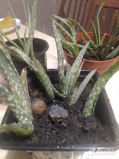 Алое лечебный