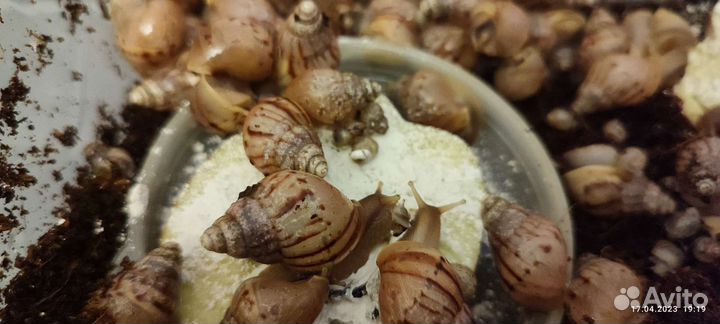 Улитки ахатины