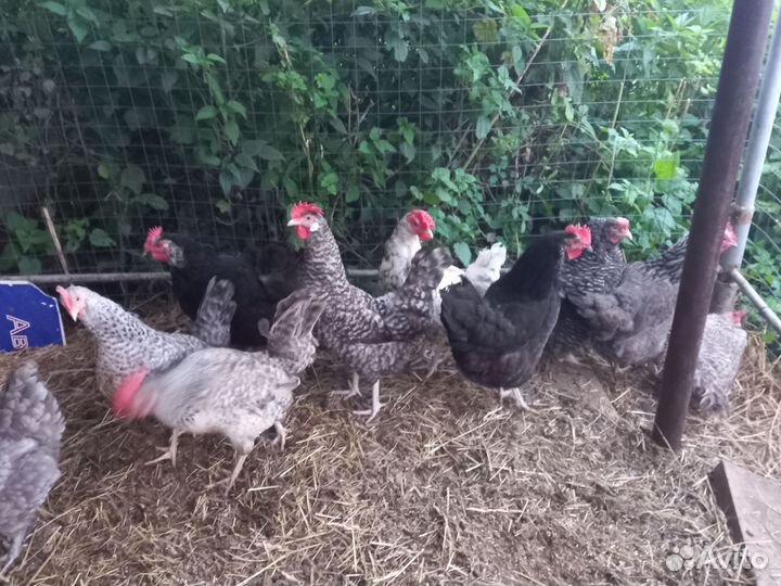 Куры суповые