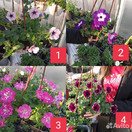 Вегетативные петунии 0,5л и1.5 л горшоки