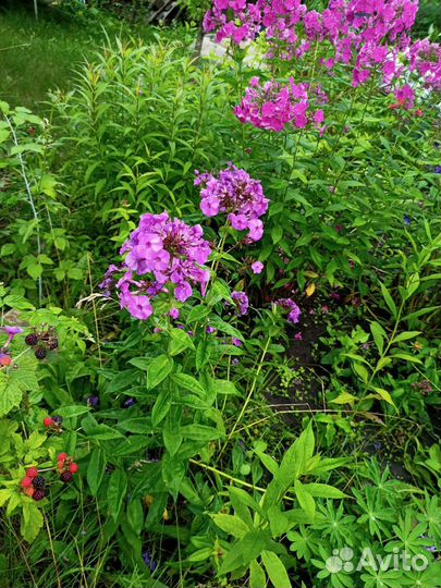 Флоксы многолетние