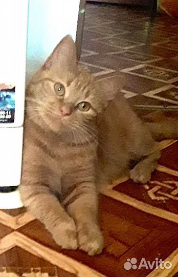 Кошка Рыжее Чудо в дар в добрые руки на счастье