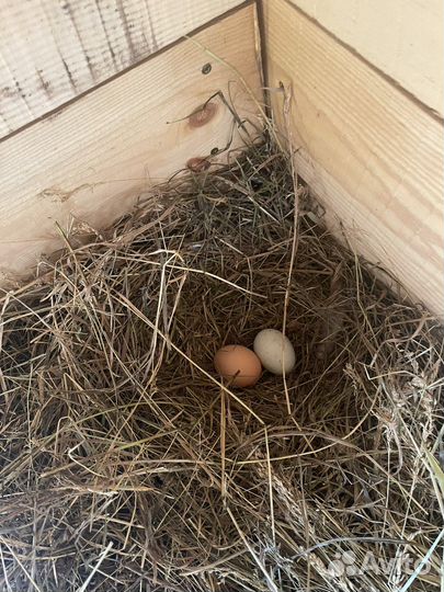 Продам домашнее яйцо