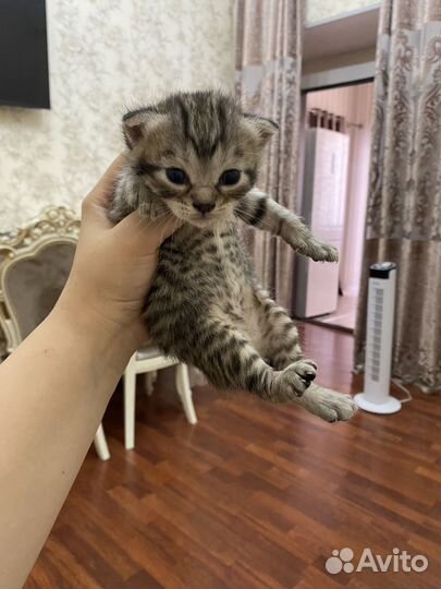 Котята в добрые руки 1 месяц