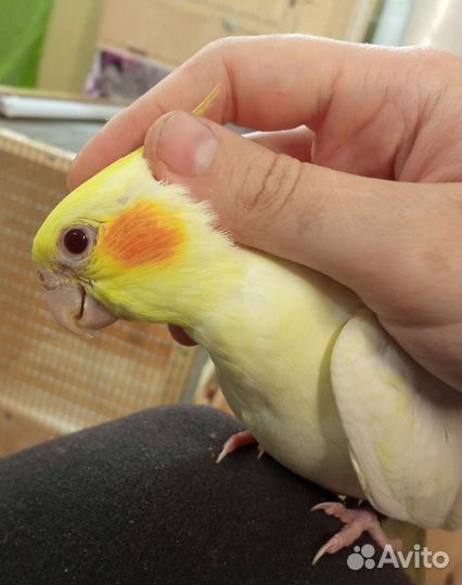 Суперручные птенцы кореллы выкормыши