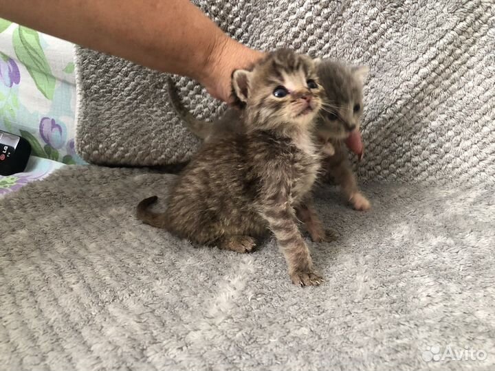 Киски в добрые ручки