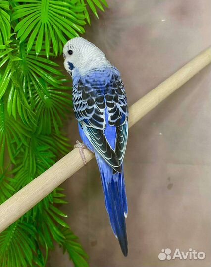 Ручные птенцы вп