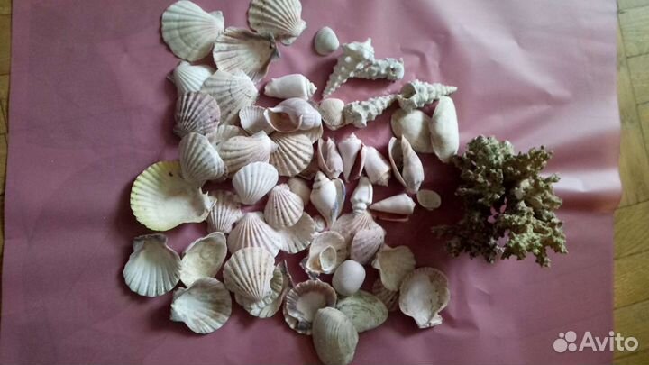 Коралл и ракушки