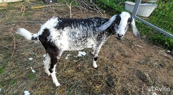 Продам коз