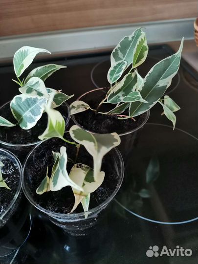 Фикус вариегатный