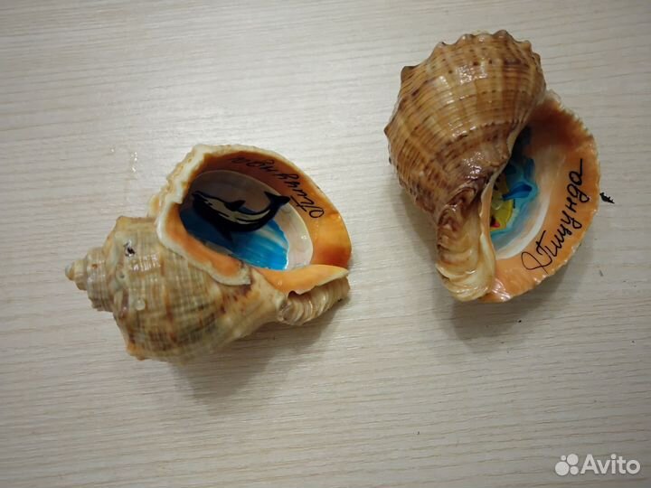 Ракушки морские 2 шт