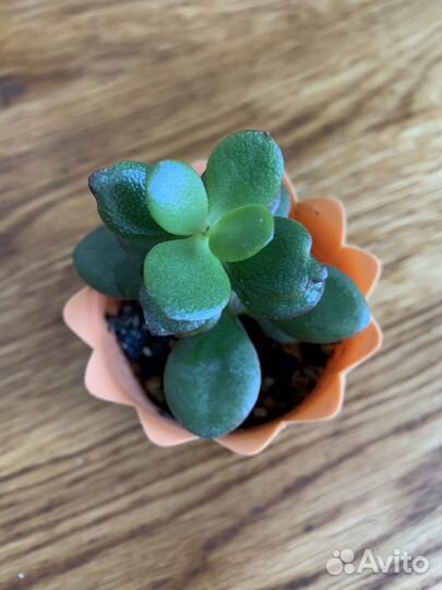 Крассула Кросби компакт