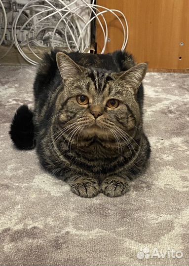 Шотландский кот вязка