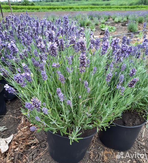 Лаванда саженцы окс