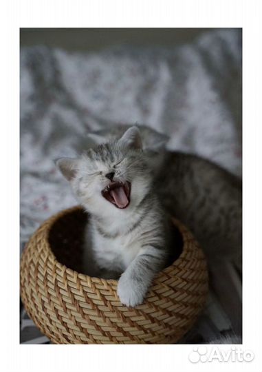 Серебристая шиншилла котята