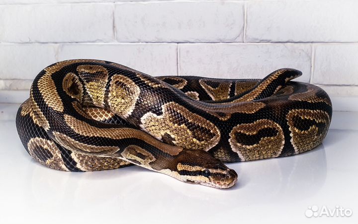 Змея аренда