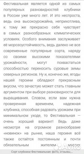 Рассада клубники