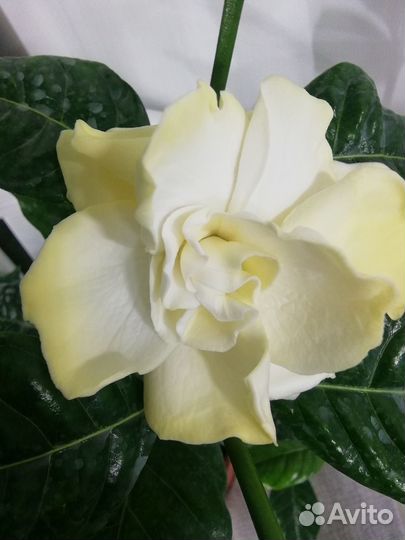 Гардения жасминовидная комнатная