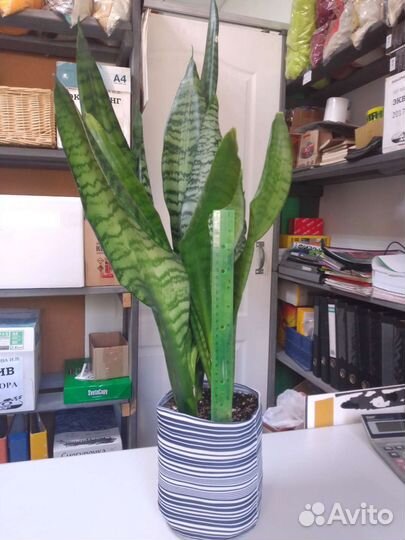 Сансевиерия