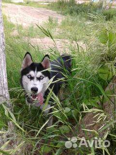 Хаски вязка