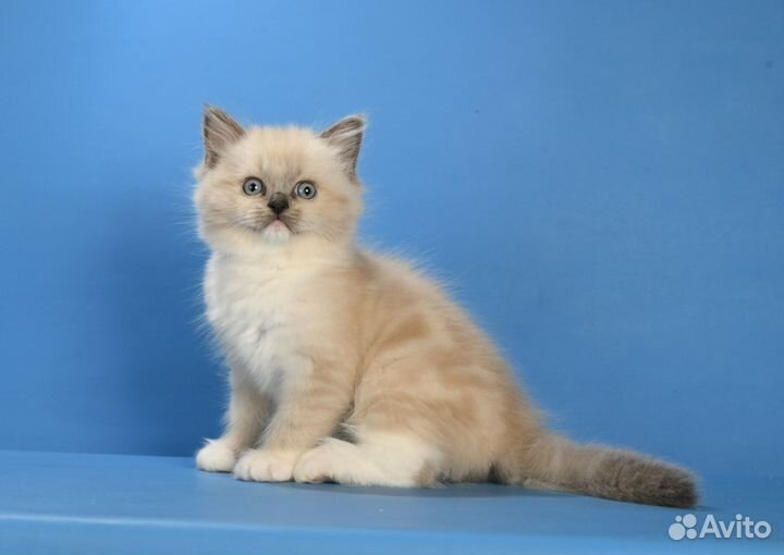 Котики Рэгдолл