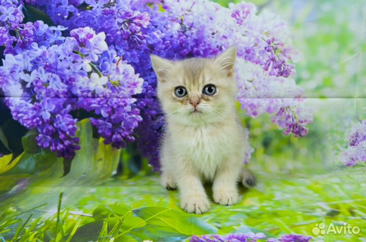 Британские котята Голубое золото и Ny11