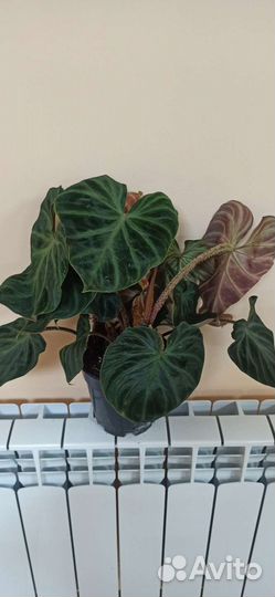 Филодендрон бородавчатый