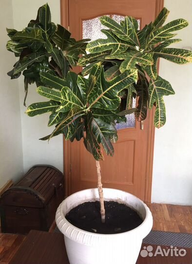 Кодиеум кротон в горшке