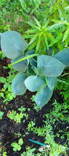 Хосты сортовые