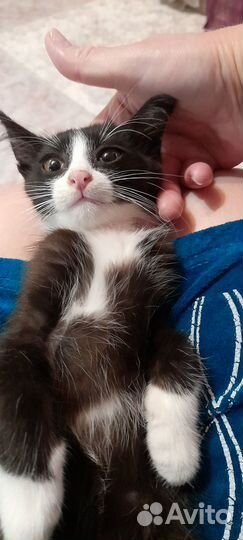 SOS котенок ищет дом