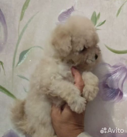 Маленькое счастье