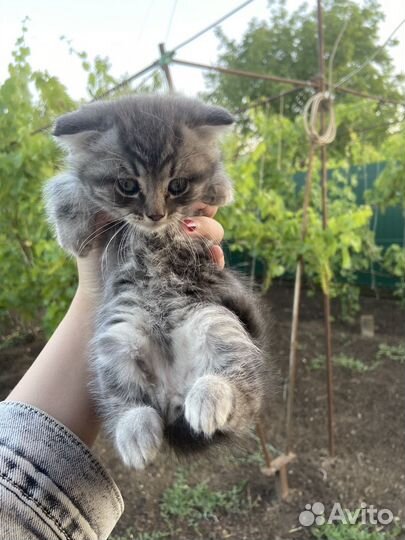 Котята 2 месяца. Отдаю даром в хорошие руки