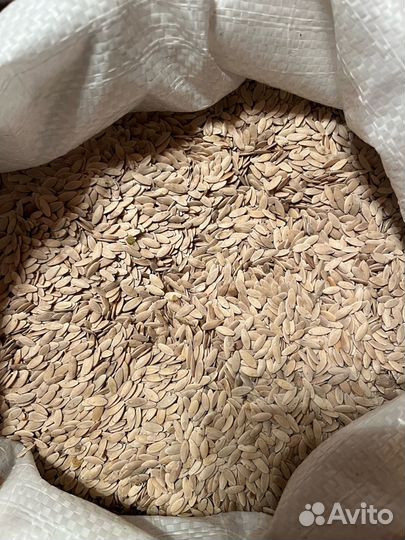 Семена огурцов