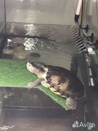 Черепаха с аквариумом