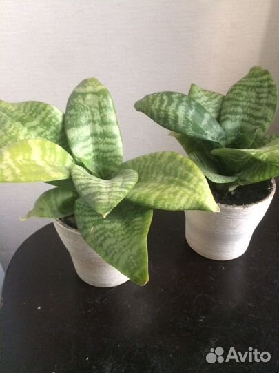 Комнатные цветы Сансевиерия,плектрантус,хавортия
