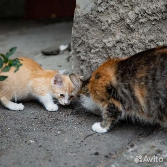 Котятки и их мама