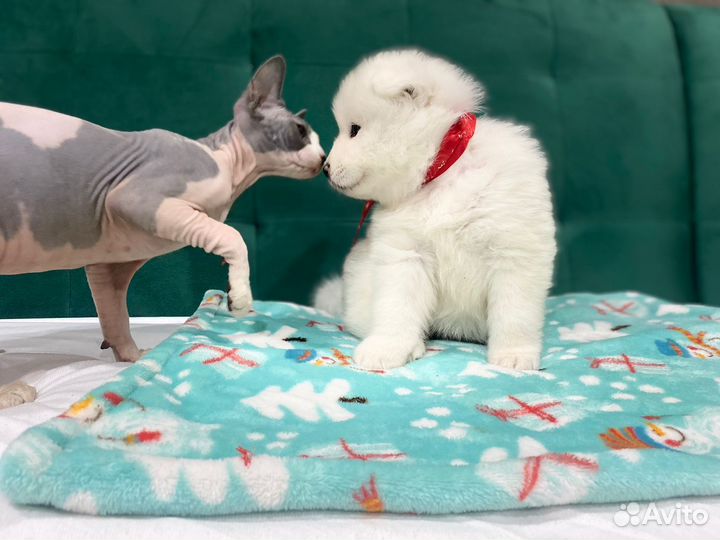 Щенки самоеда