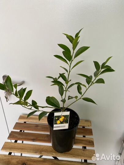 Лимон Мейер