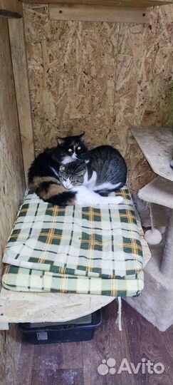 Даша в поисках дома