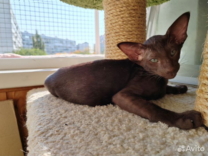 Ориентальные котята