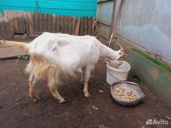 Коза дойная