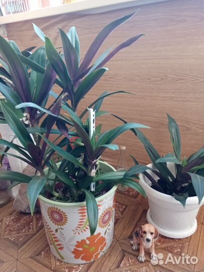 Комнатные растения