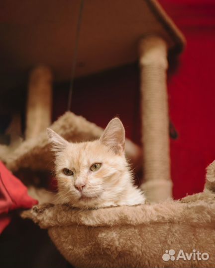 Котик Лучик