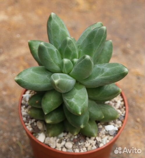 Суккуленты садики и черенки цены в описании