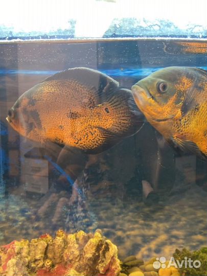 Рыба Цеклиды